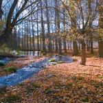PATRIMOINE FORESTIER, UN INVESTISSEMENT ÉCOLOGIQUE SUR LE LONG TERME