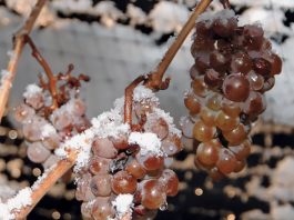 LE SECRET ALCHIMIQUE DES VINS DE GLACE