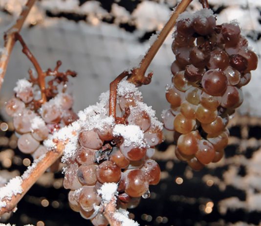 LE SECRET ALCHIMIQUE DES VINS DE GLACE