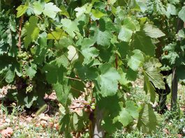 LES VINS MYTHIQUES DE L’HERMITAGE
