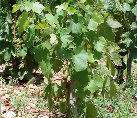 LES VINS MYTHIQUES DE L’HERMITAGE