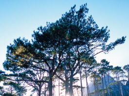 BOIS ET FORÊTS, QUELQUES ENJEUX FISCAUX À ANTICIPER !